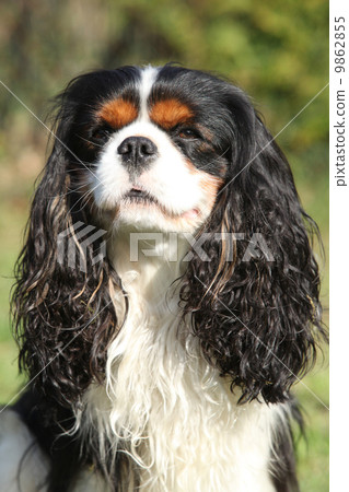 Cavalier King Charles Spaniel in the garden Cavalier King Charles Spaniel in the garden 9862855