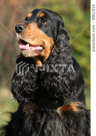 Beautiful English Cocker Spaniel in the garden 9862856