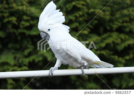 Sulphur-crested Cockatoo Parrot moving Sulphur-crested Cockatoo Parrot moving 9862857