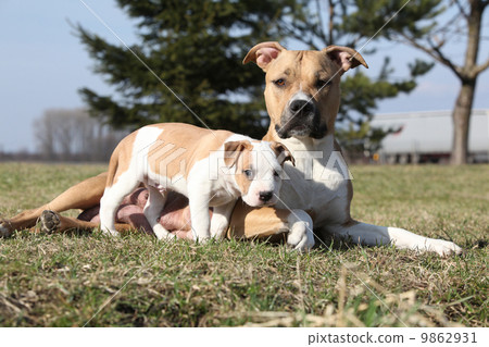 Amazing Stafford bitch with its puppy 9862931