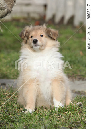 Adorable puppy of Scotch collie sitting in the garden 9862947