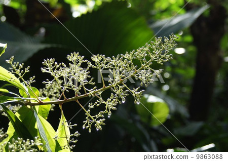 Ardicia·pyramidalis芽 9863088