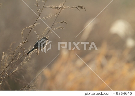 Benimachi雌性（長尾玫瑰雀）的飼養 9864640