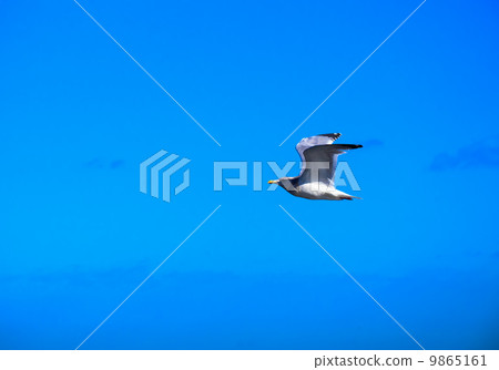 Sega鷗飛行在藍天 9865161