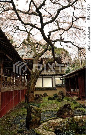 在Oriwakaji的Kyorairaira櫻桃樹在京都 9865430