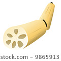 Lotus root 9865913