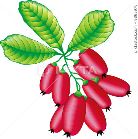 Barberry Barberry 9865970