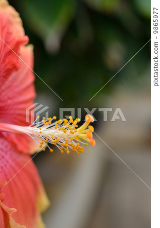 芙蓉尖 芙蓉尖 9865977