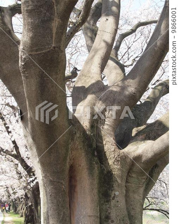 Enoki大樹01 9866001