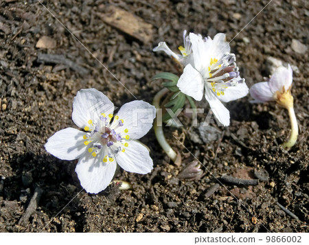 泥濘的草 泥濘的草 9866002