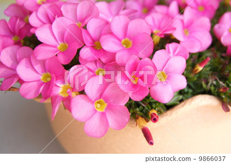 Potted Oxalis · Omar 9866037