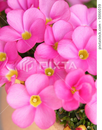 Potted Oxalis · Omar 9866039