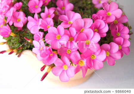 Potted Oxalis · Omar 9866040