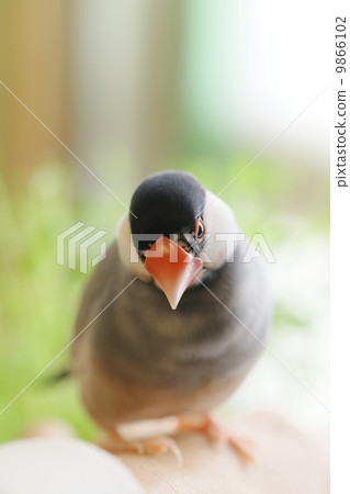 Bird troubles 9866102