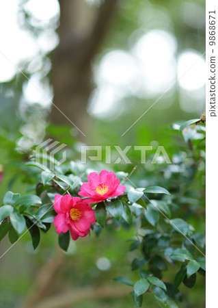 Camellia Camellia 9868671