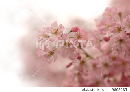 Up cherry blossoms in full bloom Up cherry blossoms in full bloom 9868685