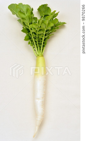 Image of leaved radish. 9870266