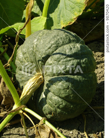 winter sweet pumpkin 9870420