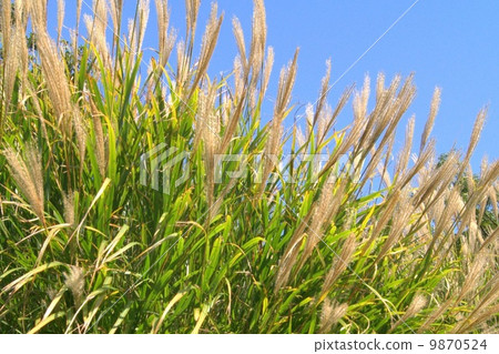 Blue sky and Susuki: thin Blue sky and Susuki: thin 9870524