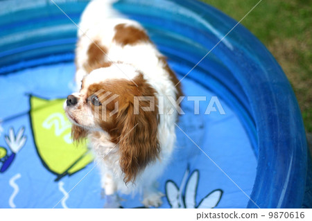 Dog playing in the pool 9870616