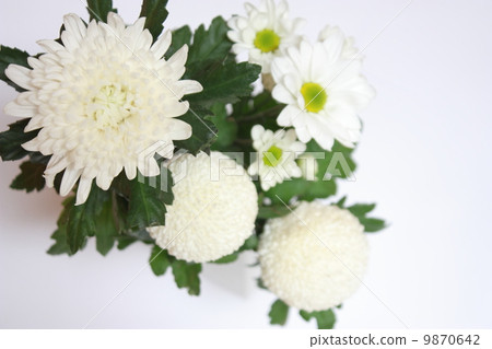 White flowers (Buddha flower image) 9870642