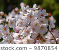 Photos of cherry blossoms 9870854