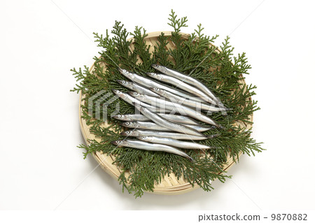 Ikanago Ikanago 9870882