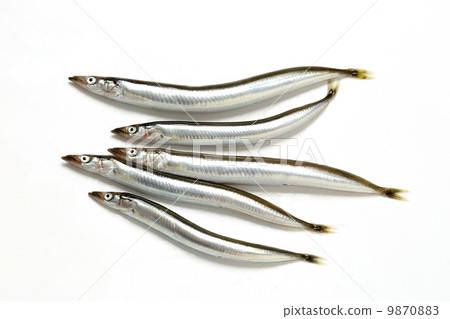 玉筋魚科 9870883