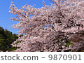 Photos of cherry blossoms 9870901