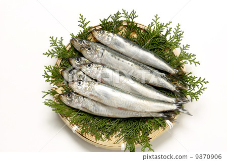 沙丁魚 沙丁魚 9870906