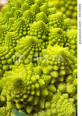 Romanesco 9870998
