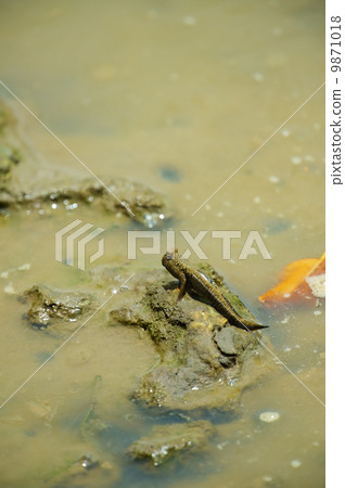 Minami Tobihaze  -  Periophthalmus argentilineatus Minami Tobihaze  -  Periophthalmus argentilineatus 9871018