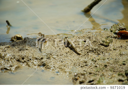 Minami Tobihaze  -  Periophthalmus argentilineatus 9871019