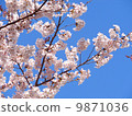 Photos of cherry blossoms 9871036