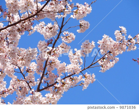 櫻花的照片 9871036