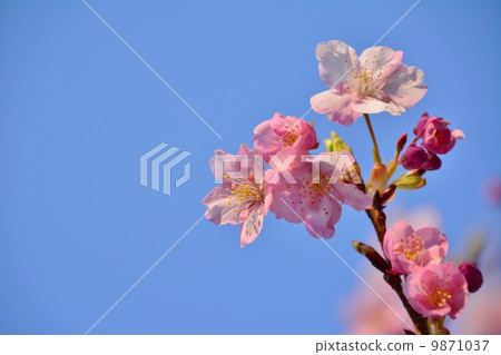 河津櫻花 9871037