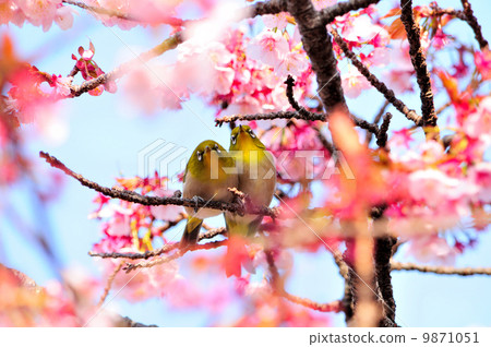 Couple's cherry-blossom viewing Couple's cherry-blossom viewing 9871051