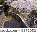 Photos of cherry blossoms 9871052