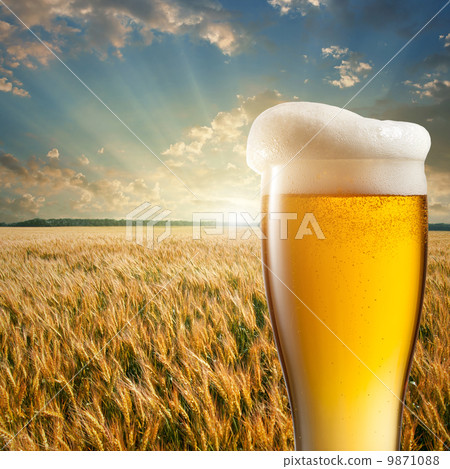 Glass of beer against wheat field and sunset 9871088