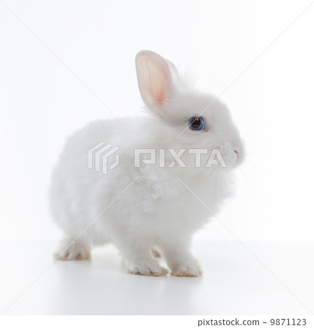 White rabbit isolated on white background 9871123