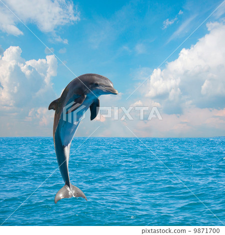 one jumping dolphins 9871700