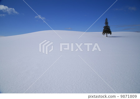 Christmas tree tree 9871809