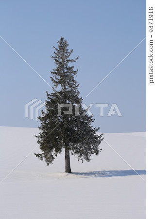 Christmas tree tree 9871918