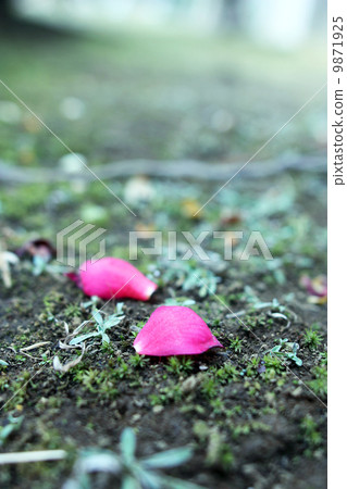 Petals fell to the ground 9871925