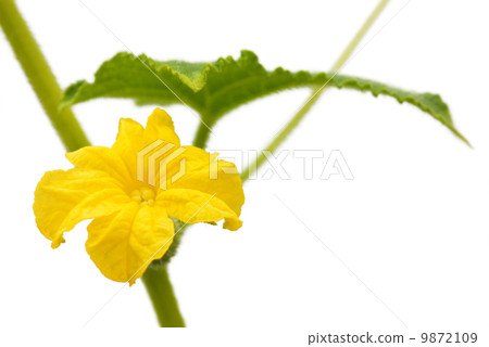Cucumber flower isolated Cucumber flower isolated 9872109
