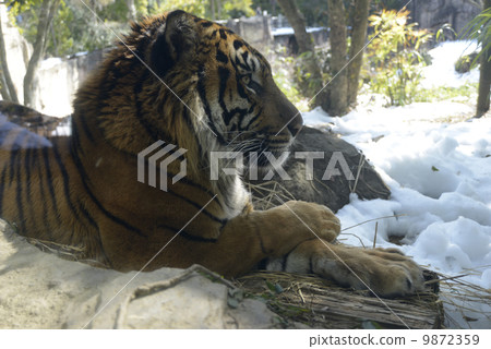 站立在多雪的風景的蘇門答臘老虎 9872359