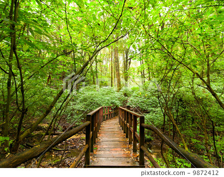 Jungle landscape with wooden bridge at tropical rain forest Jungle landscape with wooden bridge at tropical rain forest 9872412