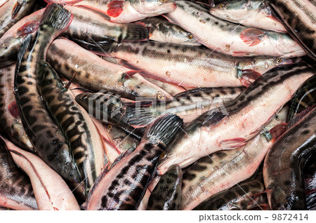 Raw fresh fish for sale at asian food market Raw fresh fish for sale at asian food market 9872414