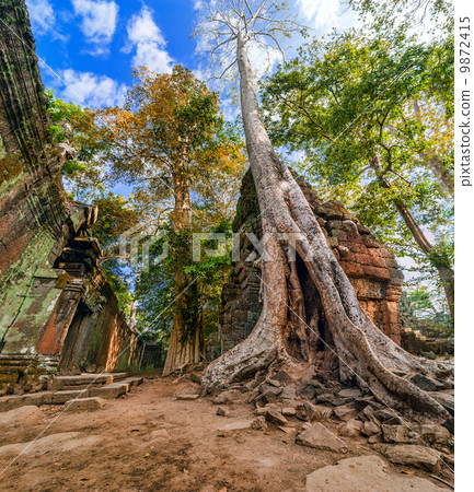 Ta Prohm temple with giant banyan tree at Angkor Wat, Cambodia 9872415