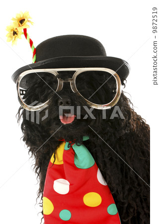 dog clown 9872519